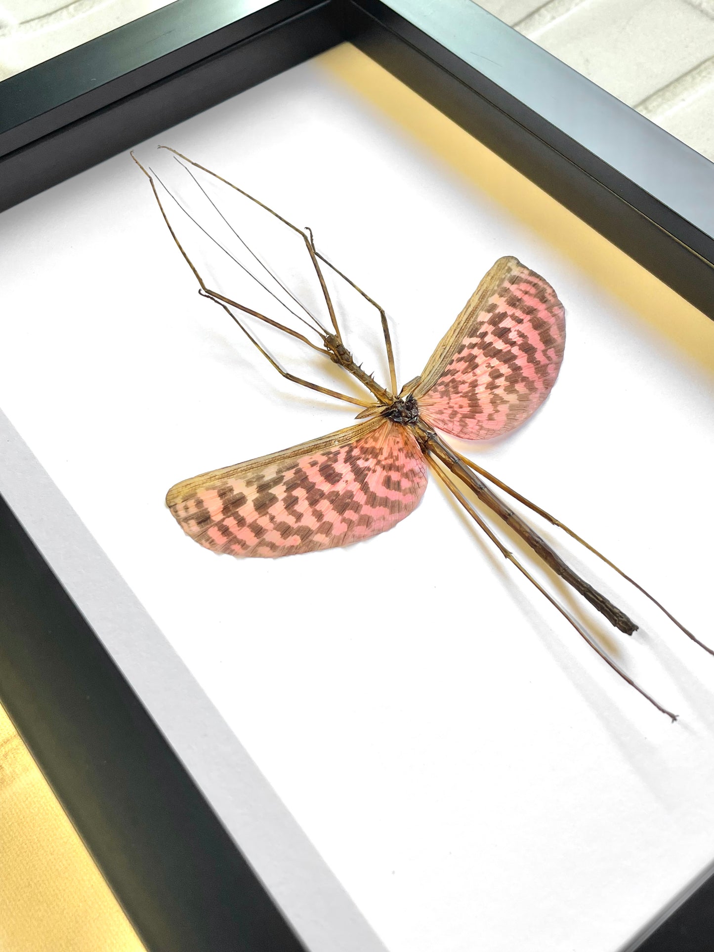 Pink Stick Insect (Diesbachia tamyris) Male Frame Deep Shadow Box Frame Display Beetle Insect Bug